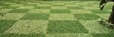 See more of jual rumput gajah mini on facebook. Harga Rumput Gajah Mini Per Meter Siap Tanam Di Banda Aceh Propinsi Aceh Cv Rumputkita Soccer Field