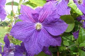 Maybe you would like to learn more about one of these? Clematis Victoria Clematis Herian Clematis Garten Bluten