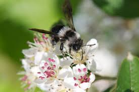 Im mai ist paarungszeit für die zauneidechse! Happy World Bee Day Weltbienentag Am 20 Mai Bienenretter