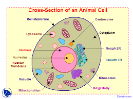 The cell environment (i.e., the contents of the cytoplasm and the nucleus, as well as the way the dna is packed) aect gene expression/regulation zinc zn category:cell biology1. Cells Cell Biology Lecture Slides Docsity