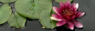 In an ancient indian text, the white lotus is described as: White Lotus Flower Symbolism And Meanings