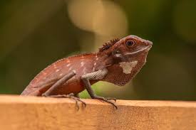 Image result for Blotiella crenata