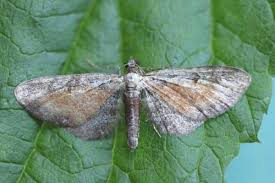Image result for Eupithecia icterata