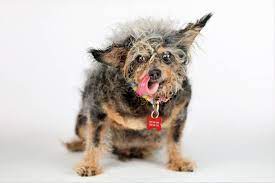 Judges said he looked so strange that even in real life he looked photoshopped. World S Ugliest Dog Competition Winner For 2019 Is Scamp The Tramp