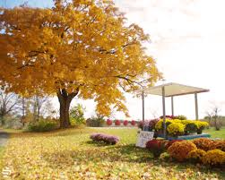 Makes an excellent street or lawn tree. Through The Lens Autumn S Finale