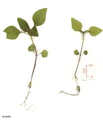 Image result for Adenostemma