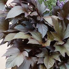 Image result for Ipomoea barteri