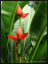 Image result for Musaceae