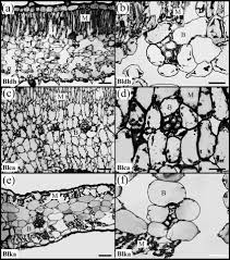 Image result for Blepharis katangensis