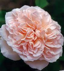 English Rose Admired Miranda Aka Ausmira English Roses Rose David Austin Roses