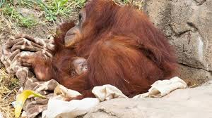 Bali zoo rayakan hari lemur sedunia. Orangutan Dan Bonobo Di Kebun Binatang San Diego Disuntik Vaksin Covid 19 Health Liputan6 Com