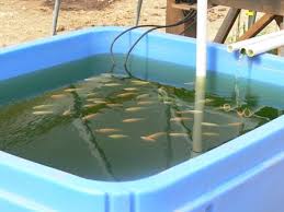 The owners are at a loss how to upgrade the area with plants. Raising Tilapia At Home Fish Farming Aquaponic Gardening Aquaponics