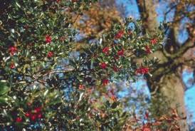 Maybe you would like to learn more about one of these? Can You Prune Holly Bushes From The Bottom