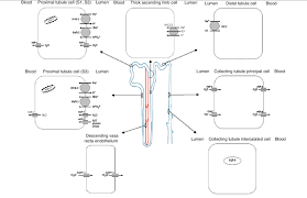 Aquaporins And Sodium Transporters And Channels Along The Renal Tubule Download Scientific Diagram