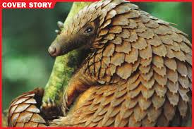 Four species of pangolins live throughout asia: Time For Kids Plight Of The Pangolin