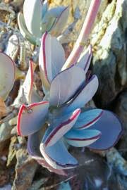 Check spelling or type a new query. Cotyledon Orbiculata Var Orbiculata Buy Seeds At Rarepalmseeds Com