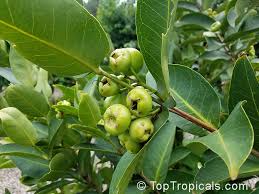 Image result for Syzygium niassense