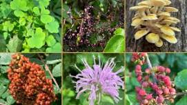 Grow and Gather: Summer Foraging