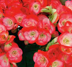 Peggy Rieger Begonia Begonia X Hiemalis Begonia Flower Pots Plants