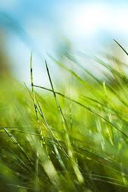 Nature Sunny Blue Sky Green Grass Leafy Field Iphone 4s Wallpaper Download Iphone Wallpapers Ipad W Nature Iphone Wallpaper Grass Wallpaper Nature Wallpaper