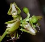 Image result for Polystachya greatrexii