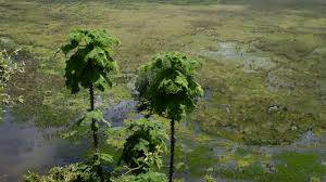 Image result for Obetia