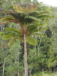Image result for Cyathea cf. humilis