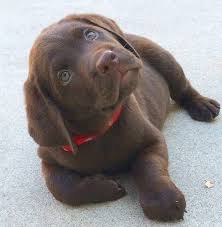 Chocolate Labrador Store Adorables Chiots Bebe Labrador Chiot