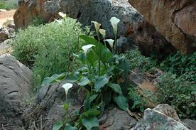 Leaves may be specked with translucent spots. Zantedeschia Aethiopica Pacific Bulb Society