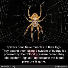 Spiders Don T Have Muscles In Their Legs They Extend Them Using A System Of Hydraulics Powered By Th Fun Facts About Animals Spider Facts For Kids Spider Fact