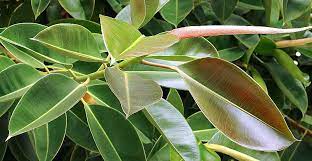 Rubber tree, rubber tree plant, rubber plant. Rubber Plant Ficus Elastica Description And Uses Kalliergeia