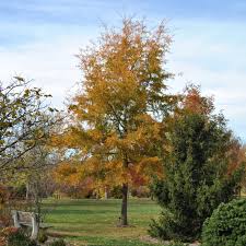 Image result for Quercus phellos