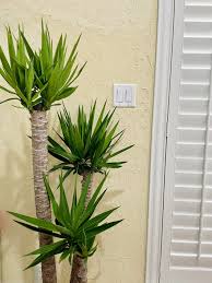 Image result for Yucca gigantea