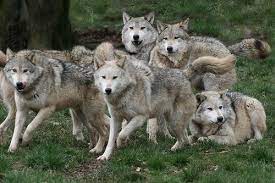 Grey Wolf Pack Wild Dogs Animals Beautiful Wolf Pictures