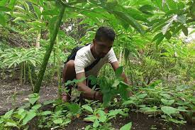 Budidaya tanaman porang dapat dilakukan secara vegetatif dan generatif. Porang Di Jambi Budidaya Porang Memelihara Bibit Porang Didalam Polybag Youtube Umbi Porang Saat Ini Masih Banyak Yang Berasal Dari Hutan Dan Belum Banyak Dibudidayakan Arianadiinata