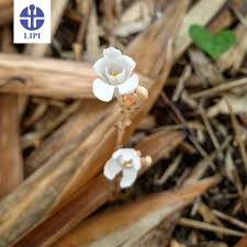 Image result for Didymoplexis