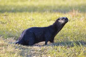 September, 11th 2020 (4 months old) description; The Fwc Is Warning Maitland Residents To Be On The Lookout For Rabid Otters After Several Bite And Scratch Incidents In The Vicinity Of Lake Maitland Winter Park Maitland Observer West
