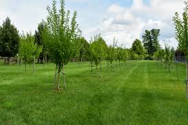 Check spelling or type a new query. My Growing Orchard The Martha Stewart Blog