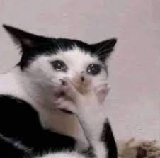 왠지 귀여운 우는 고양이 짤 모음 : 네이버 블로그