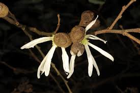 Image result for Hamamelidaceae