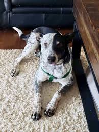 Litters expected in januar… for sale: Adopted Blueberry 2 Year Old Blue Heeler Australian Shepherd Mix Ottawa Dog Rescue