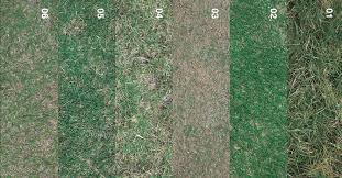 We did not find results for: 13 Free Bermuda Grass Textures