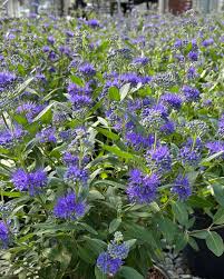 Image result for Caryopteris odorata