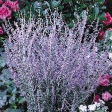 Image result for perovskia atriplicifolia 'little spire'