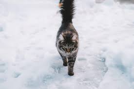 You probably know how cold is too cold for your kids to be outside, but do you know how cold is too cold for cats? How Do I Know If My Cat Is Cold How To Keep A Cat Warm In Winter