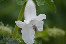 Image result for Ceratotheca triloba