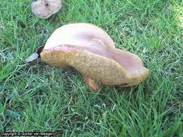 Pilze Im Garten Thema