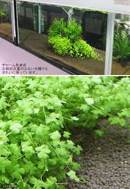 楽天市場 水草 オーストラリアン ノチドメ 無農薬 ５本 北海道航空便要保温 Charm 楽天市場店