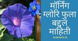 Morning Glory Flower Information In Marathi Blogsoch Morning Glory Flowers Glory