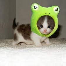 Your very cute cat stock images are ready. Best 15 Very Cute Baby Cat Photos 571 571 Diethelm Travel